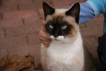 Gato con ni&ntilde;o