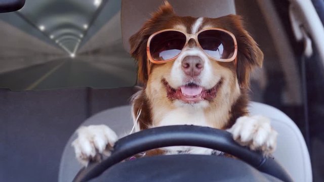 Dog driving a car in a tunnel wearing funny sunglasses, wide shot