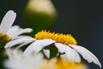 Margerite in Szene gesetzt 