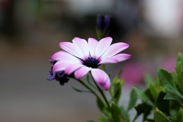 Bornholmer Margerite Portrait 