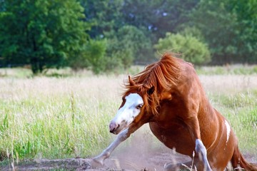 Pferd beim aufstehen