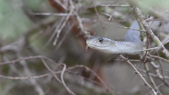 black mamba deadly posonous african snake