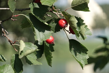Hawthorn berries on the branch