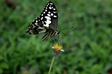 butterfly on a flower