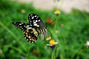 Fototapeta na wymiar black butterfly on a little flower by closeup