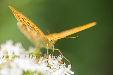 Butterfly feeding on nectar.