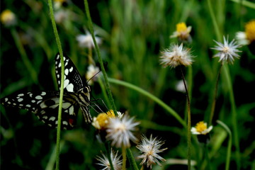 butterfly on a white flower