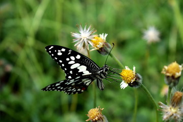 black  butterfly on little yellow flowers