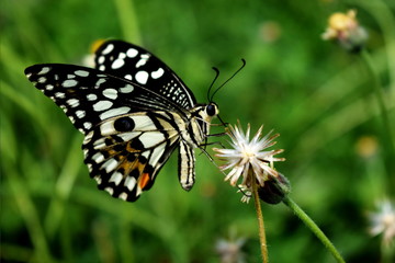 black and white butterfly on little white flower