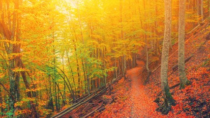 Path in natural park with autumn trees. Sunny autumn picturesque forest landscape with sunlight. Fall trees with colorful leaves background. Forest scenery fall leaves gold foliage road, warm light.