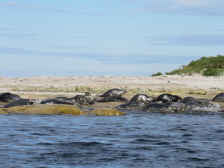 Seals fleeing © MarieLaure