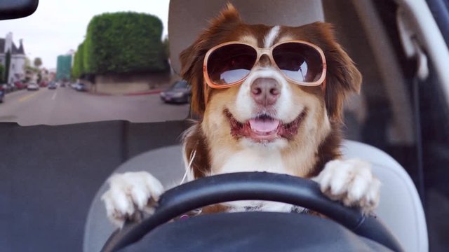 Dog driving a car on a urban city road wearing funny sunglasses, wide shot