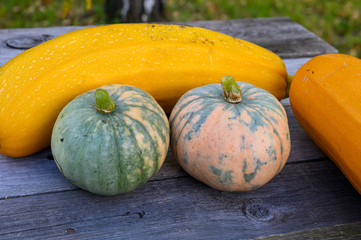 Autumn harvest of marble pumpkins and yellow zucchini on the table in the garden