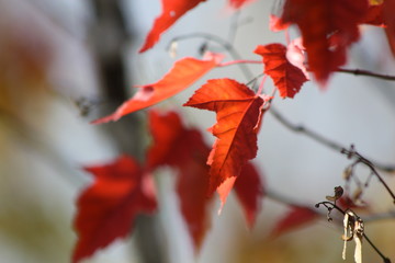 Red Leaves