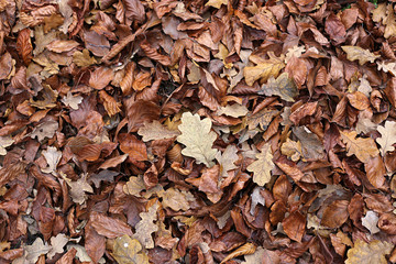 Autumnal background with brown fallen leaves