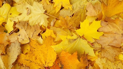 Yellow autumn background from fallen foliage of maple