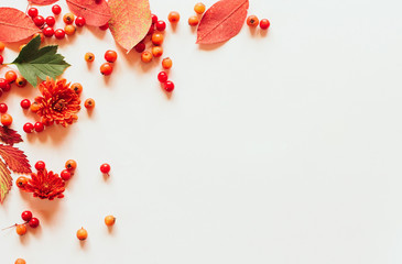  red autumn leaves and berries of viburnum and hawthorn on a white background with space for text