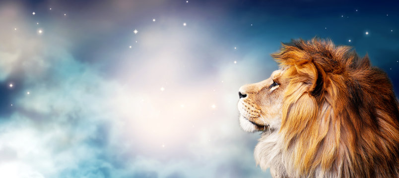 African lion and night in Africa. Savannah moonlight landscape, king of animals. Portrait of proud dreaming fantasy leo in savanna looking forward on stars. Majestic dramatic spectacular starry sky.