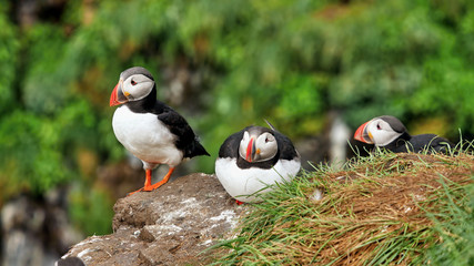 Puffin on the rock