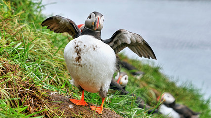Puffin bird. Sea parrot bird. Iceland