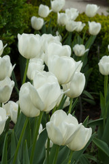 Tulip