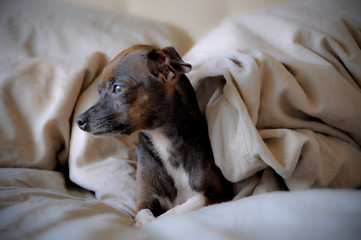 my very small chihuahua chilling in bed