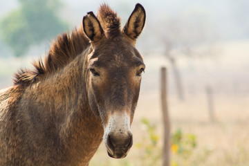 Obraz premium portrait of a donkey