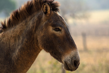 Fototapeta premium portrait of a horse donkey