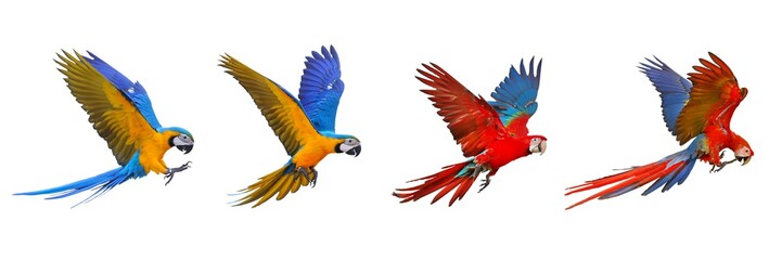 Colorful set of macaw parrot isolated on white background. © Passakorn