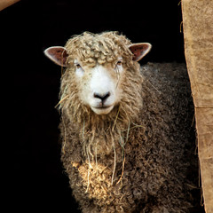 simply beautiful sheep enjoying summer day © karen