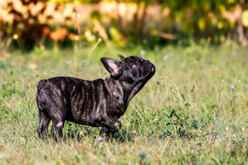 French bulldog stands curiously in the green grass.