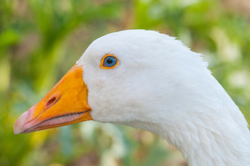 White goose (anser anser domesticus) headshot, on green blurred background