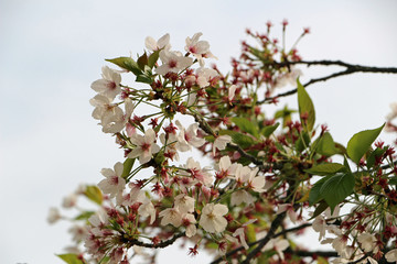 Cherry blossoms in Japan in spring