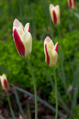 Tulip
