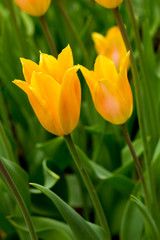 Tulip