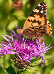Macro of a beautiful cosmopolitan butterfly on a flower in our garden