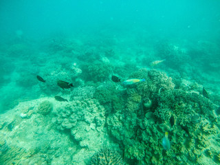 Diving Snorkel Great Barrier Reef full of Coral and Colourful Fish
