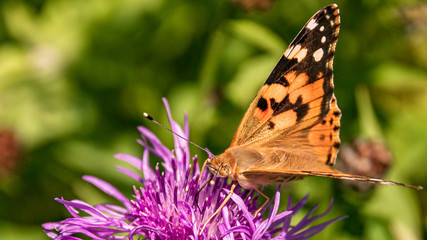 Macro of a beautiful cosmopolitan butterfly on a flower in our garden