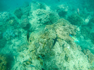 Fototapeta na wymiar Diving Snorkel Great Barrier Reef full of Coral and Colourful Fish