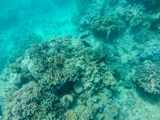 Diving Snorkel Great Barrier Reef full of Coral and Colourful Fish