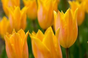 Tulip