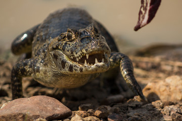 Crocodile seeking food