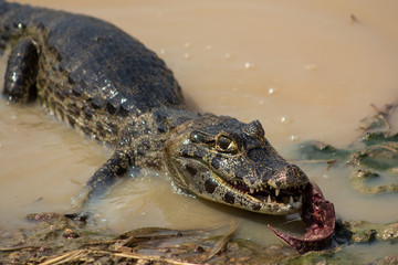 Crocodile seeking food