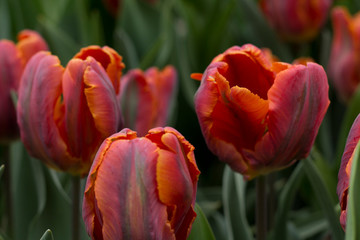 Tulip