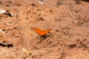 butterfly on the sand