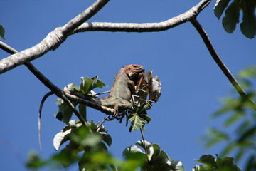 A lizard sitting on the tree
