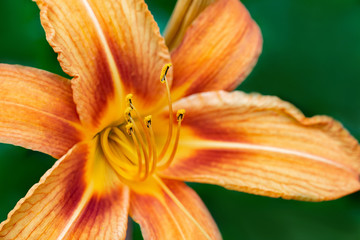 macro photo of an orange Lily on a blurred green background