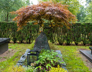 Japanischer Ahorn über einem Grabstein