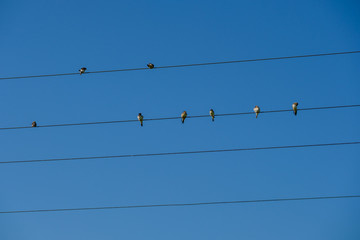 Birds sitting on electric wires on blue sky