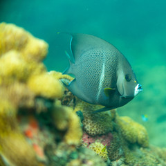 Naklejka na ściany i meble Grey Angelfish Over Coral